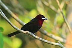 Silver-beaked Tanager